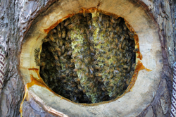 Мёд Диких пчёл Бортевой (0,5 кг) Бурзянский лес