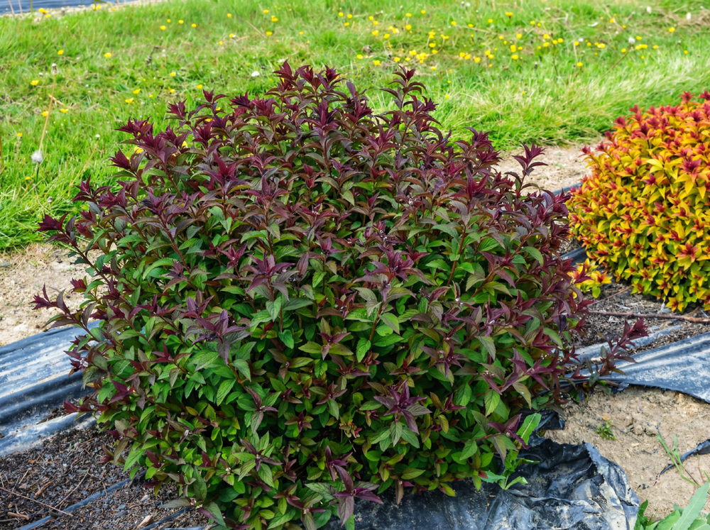 Спирея японская «Merlo Green»