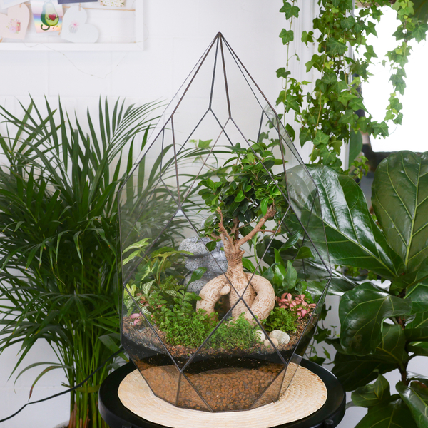Флорариум бонсай Фикус с водопадом Фаберже