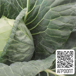 ФАРАО F1 семена капусты белокочанной (Bejo | Alexagro)