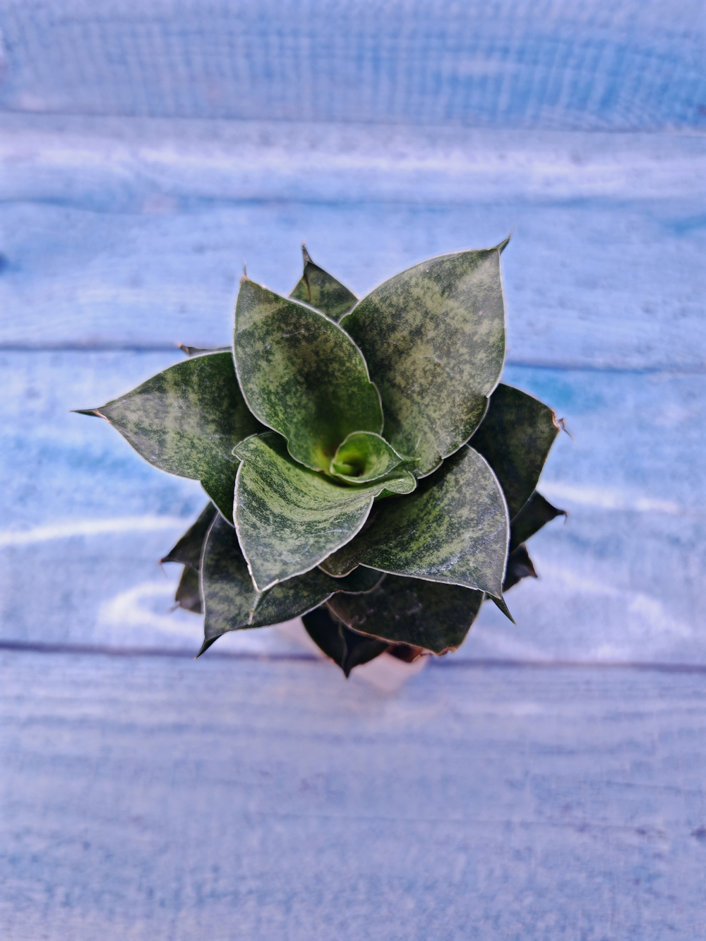 Sansevieria Mahanakorn (Сансевиерия)