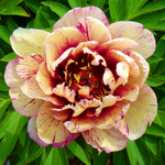 Пион ИТО-гибрид микс