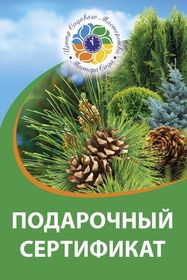 ПОДАРОЧНЫЕ СЕРТИФИКАТЫ