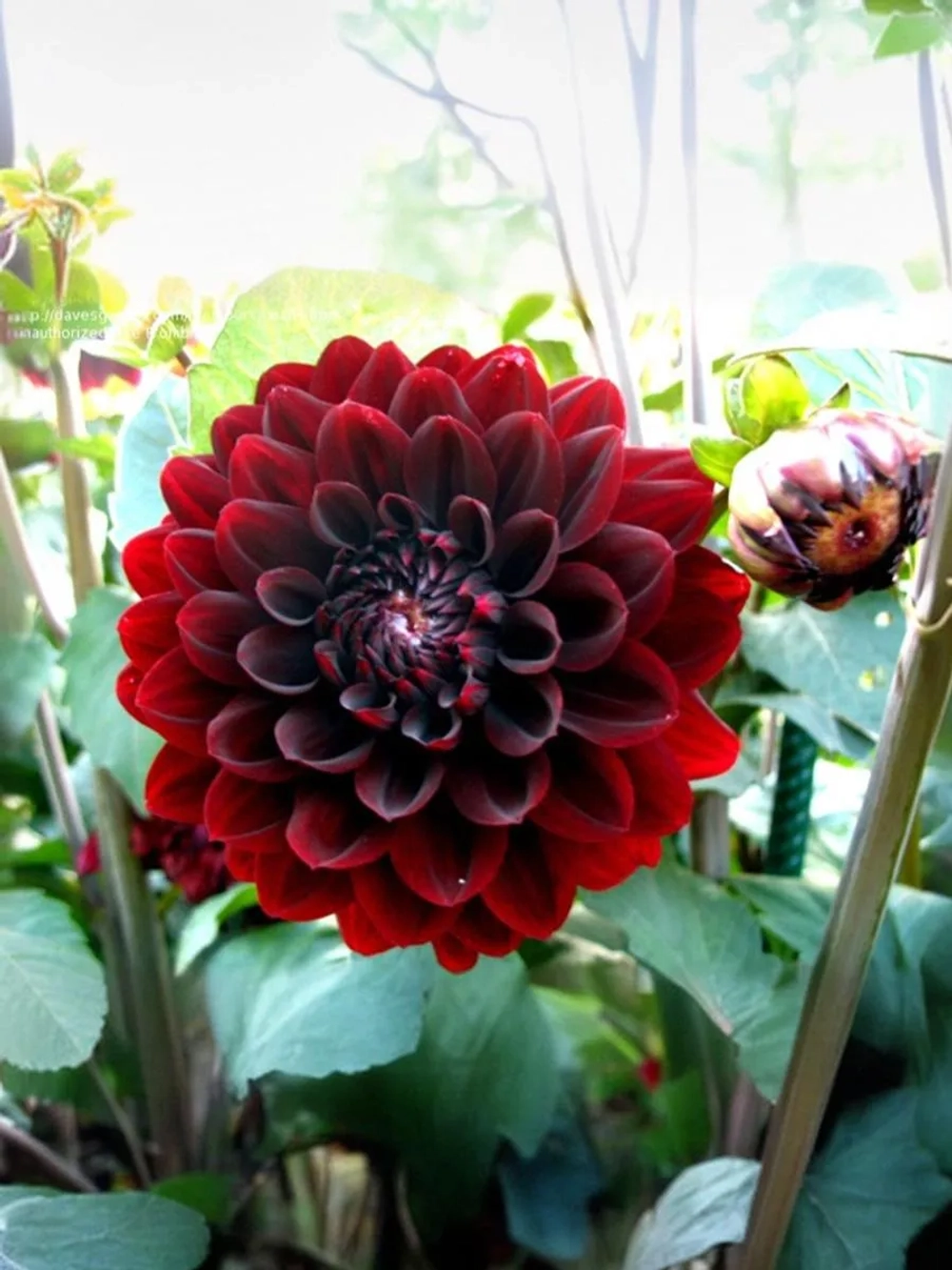 Георгин декоративный Карма Чок