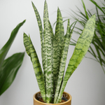 Сансевиерия Зейланика 12/40