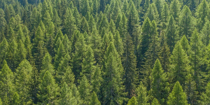 Как подготовить хвойные растения к зиме