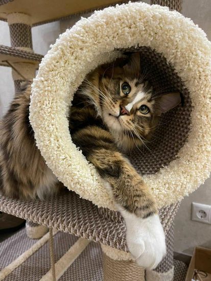 Домик когтеточка для кошки мейн-кун  КУН-18