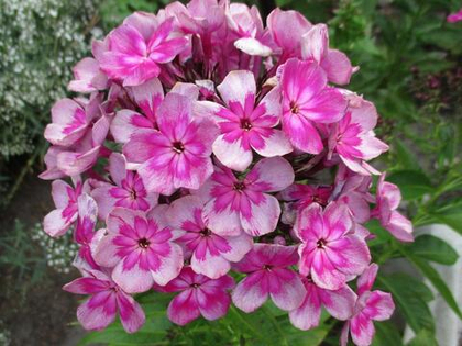 Флокс метельчатый Меджик Блу / Magic Blue