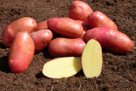 Картофель семенной Ред Скарлет - 2 кг