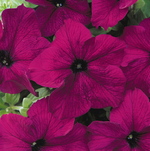 Петуния дримс  burgundy