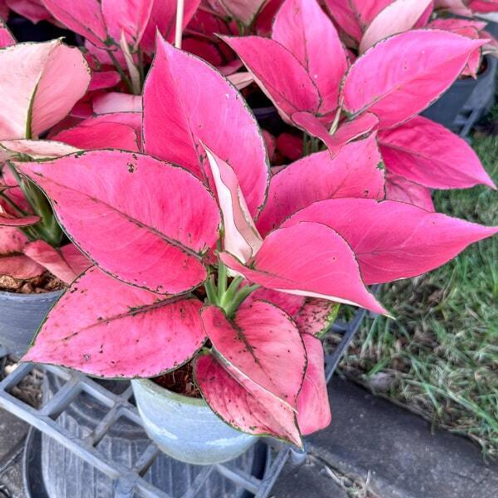 Аглаонема KAM FAH / PUNCHY