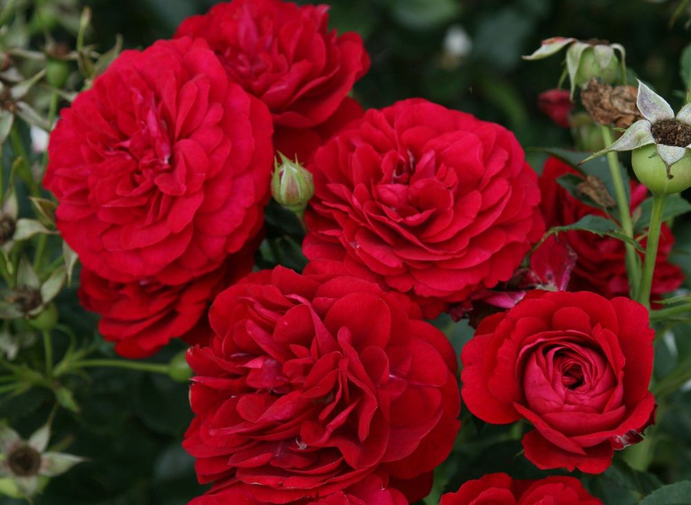 Бордо (Bordeaux)