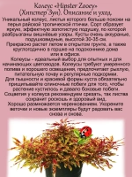 Колеус Хипстер Зуи