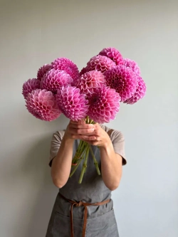 Георгин Sweet Fabienne (корень) Закупка М55 апрель 2026