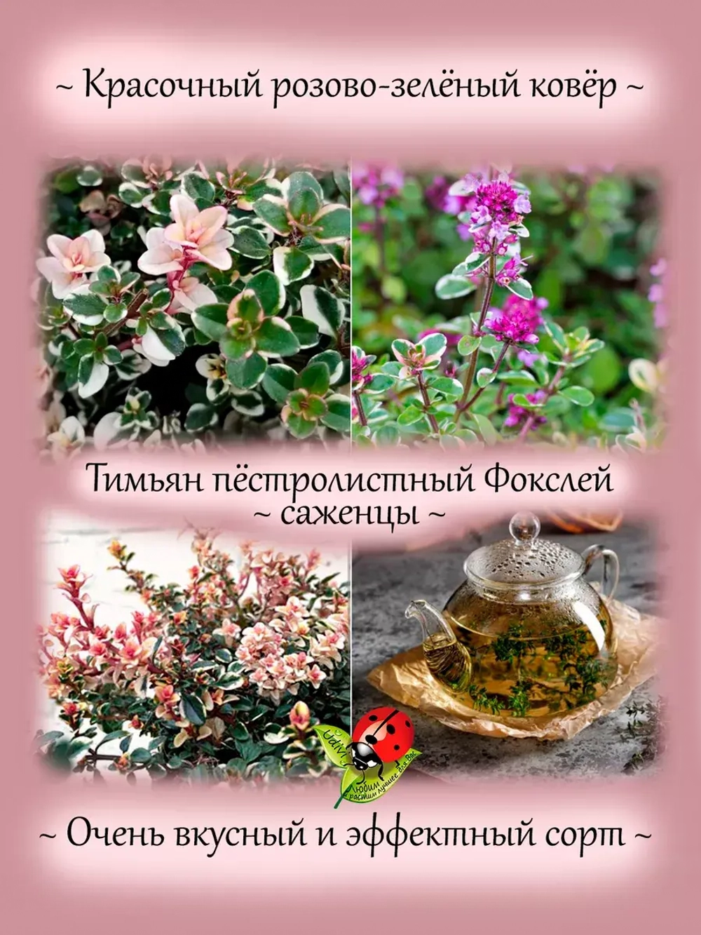 Тимьян Фокслей чабрец пёстролистный