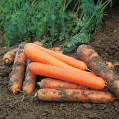 Чемпион F1 семена моркови нантской (Syngenta / Сингента)