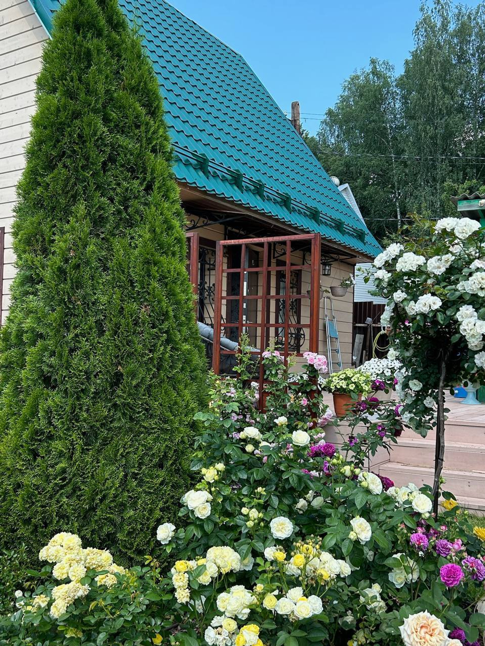 Туя западная Смарагд С3 80-100 см Закупка М84 май 2026