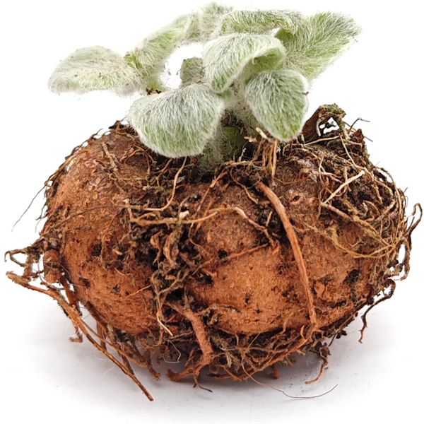 Рехстейнерия Беловолосая