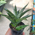 Сансевиерия CHAIYO