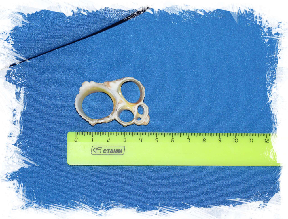 Срез из морских ракушек для украшений. Купить