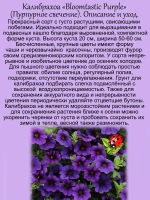 Калибрахоа Пурпурное свечение