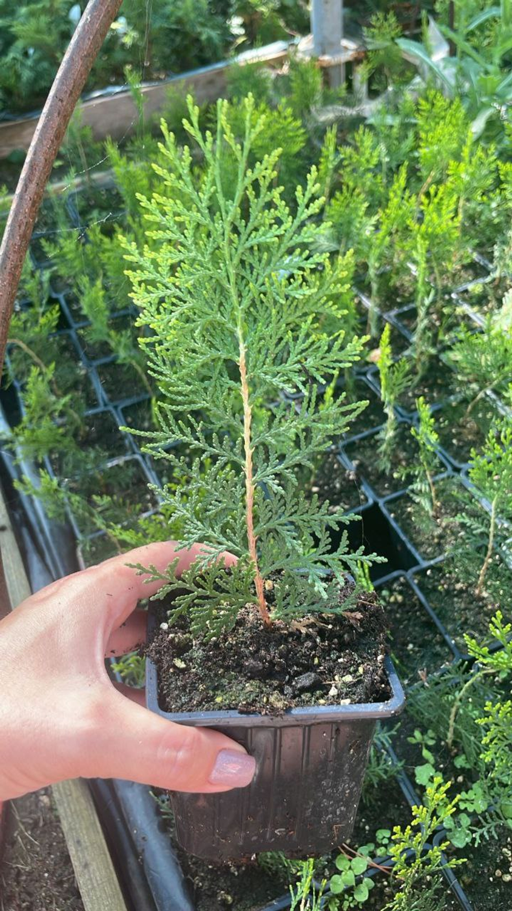 Туя западная «Ауреа Нана» Р9