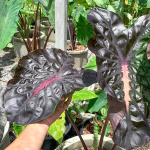 Колоказия PINKY HEART