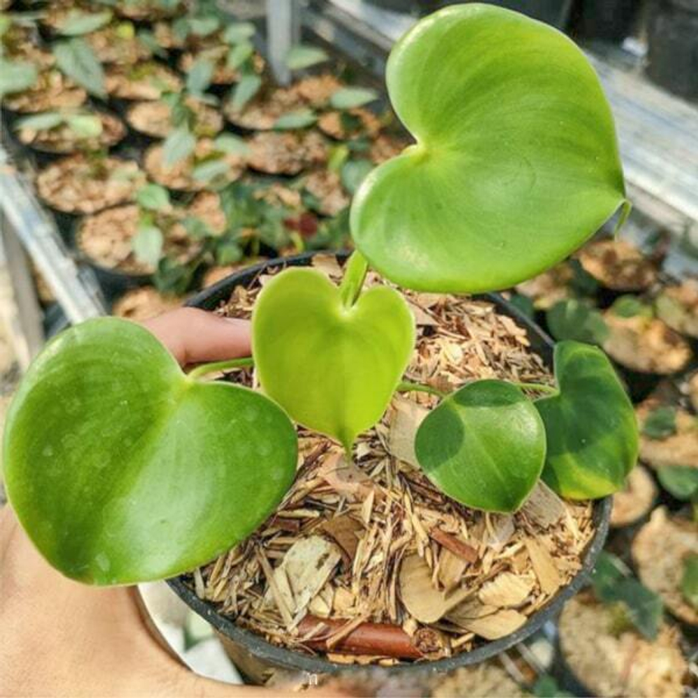 Филодендрон GRAZIELAE