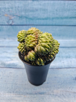 Gymnocalycium Spineless Crested form (Гимнокалициум Кристатный)