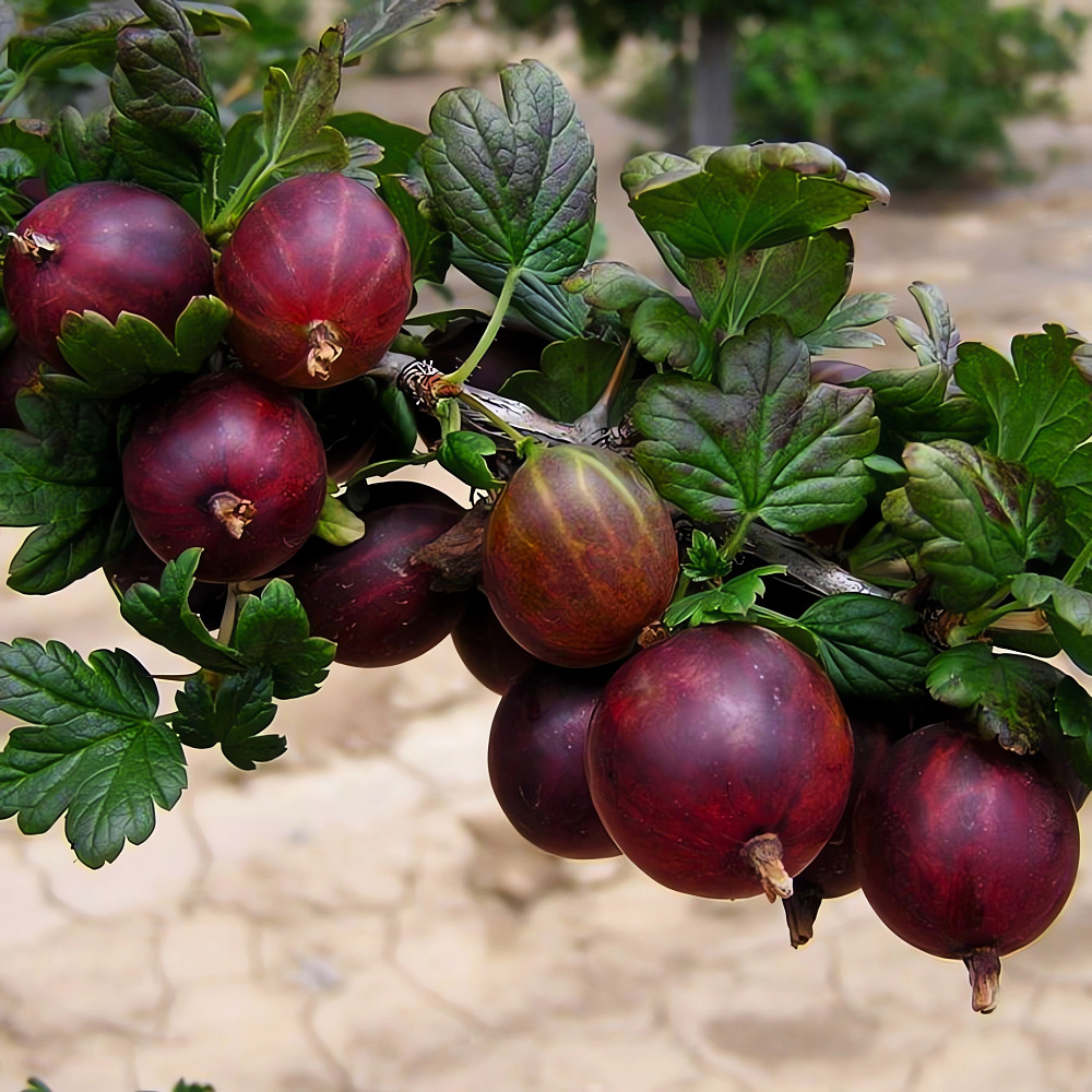 Крыжовник Камандор