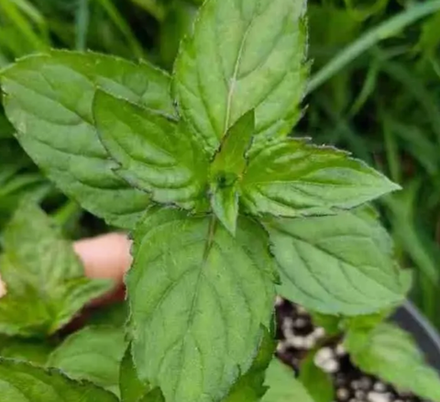 Мята сортовая Какао с маршмеллоу в контейнере 0,5 л май