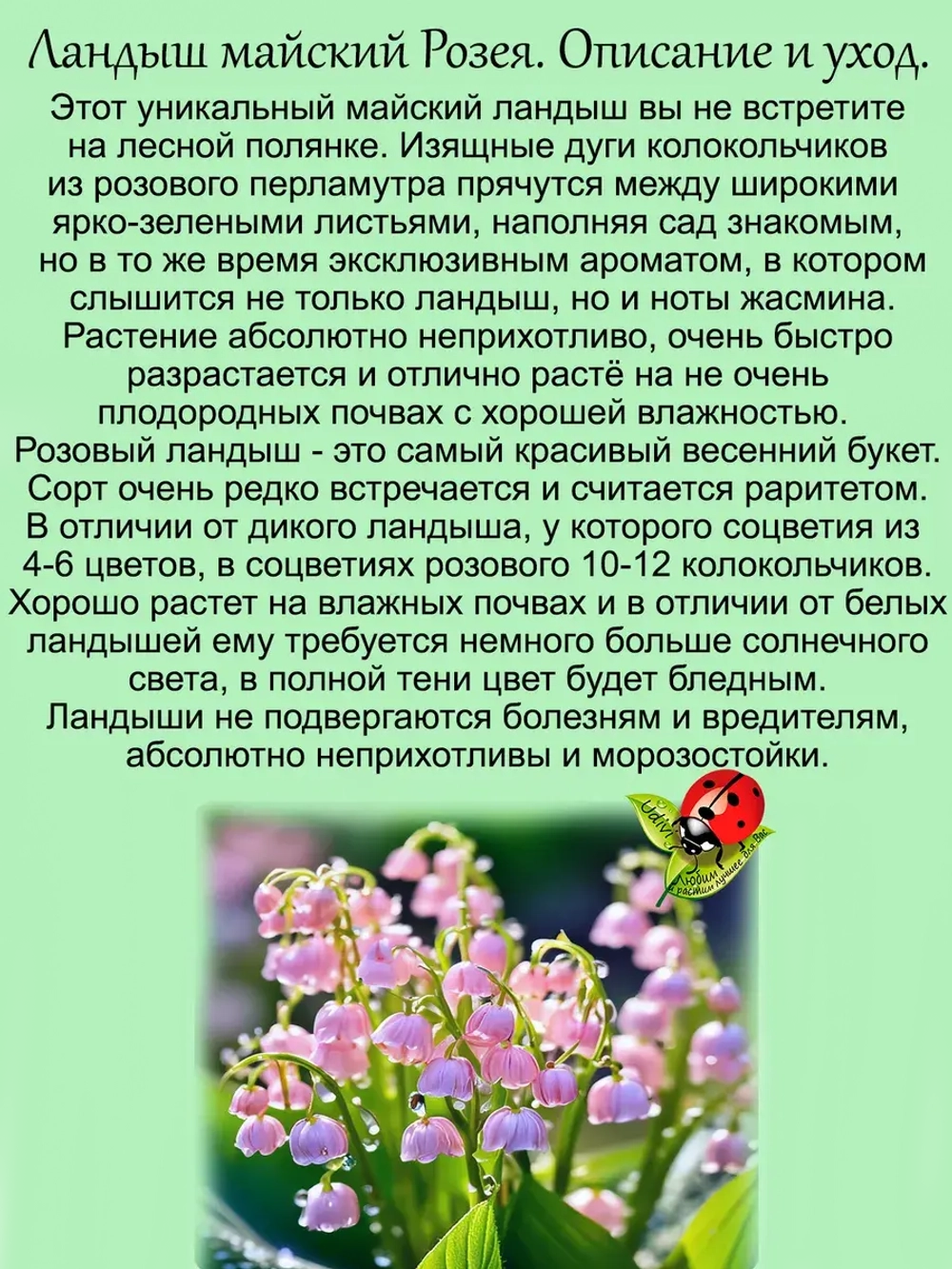 Ландыш Розея розовый весенний