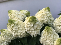 Саженец Гортензия Монт блан