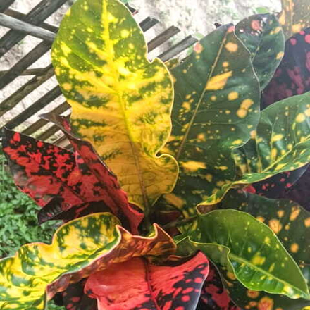 Кротон KARTINI