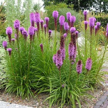Лиатрис колосковый Кобальд С2