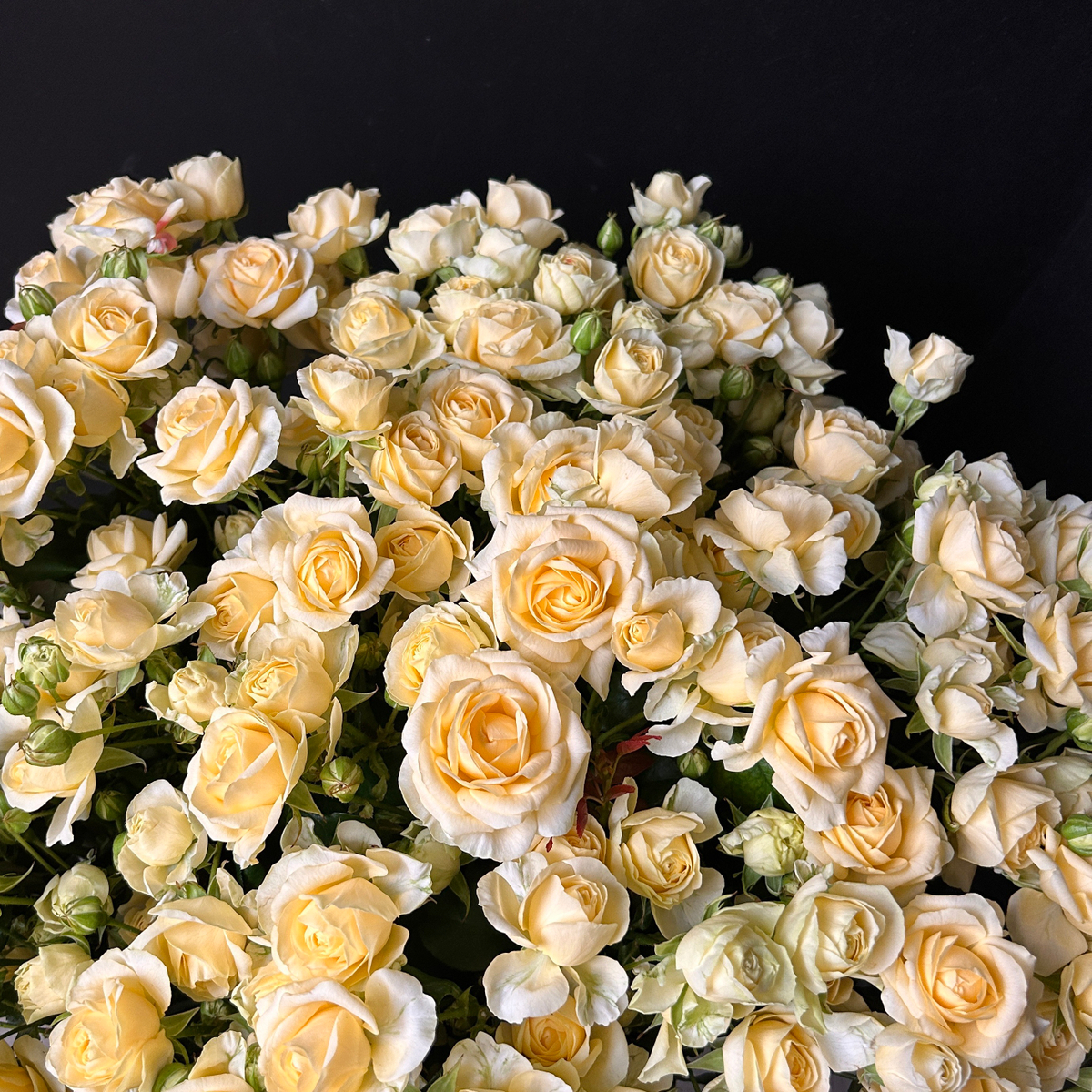 × 2 + 1 Букет сливочных кустовых роз