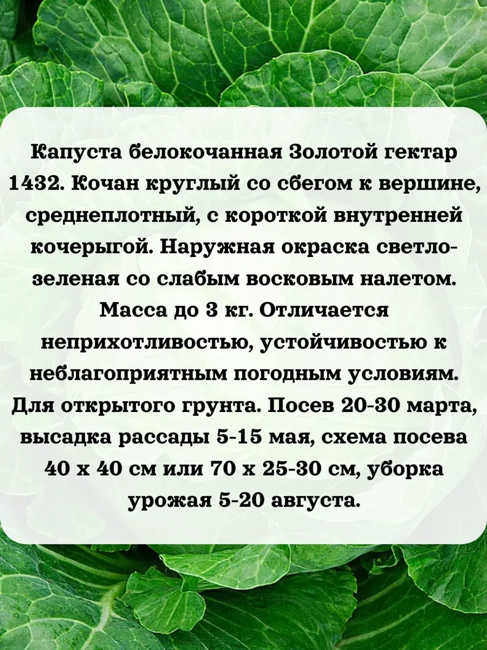 Семена капуста белокочанная Золотой гектар 1432 1 гр