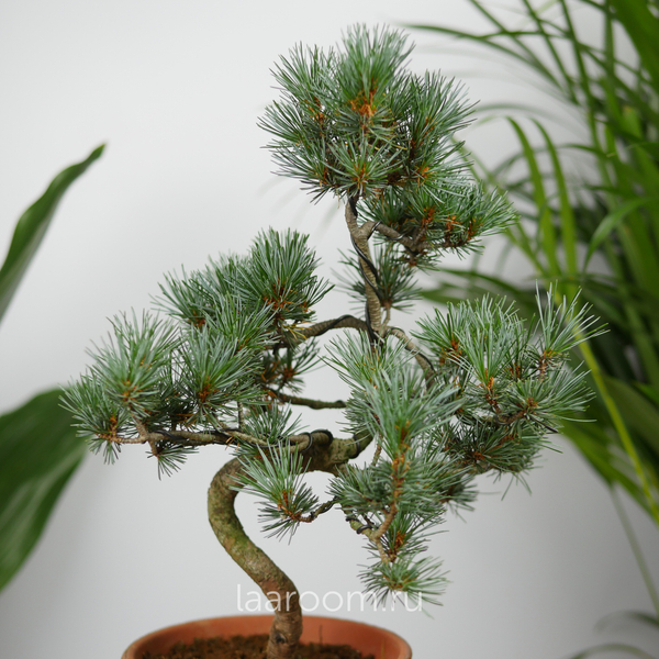 Бонсай Пинус 40см