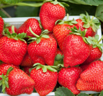 Земляника средняя Лакомка Р9