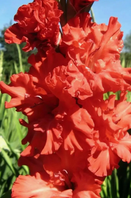 Гладиолус крупноцветковый Омск луковица март 2026