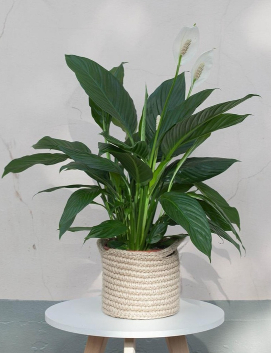 Спатифиллум