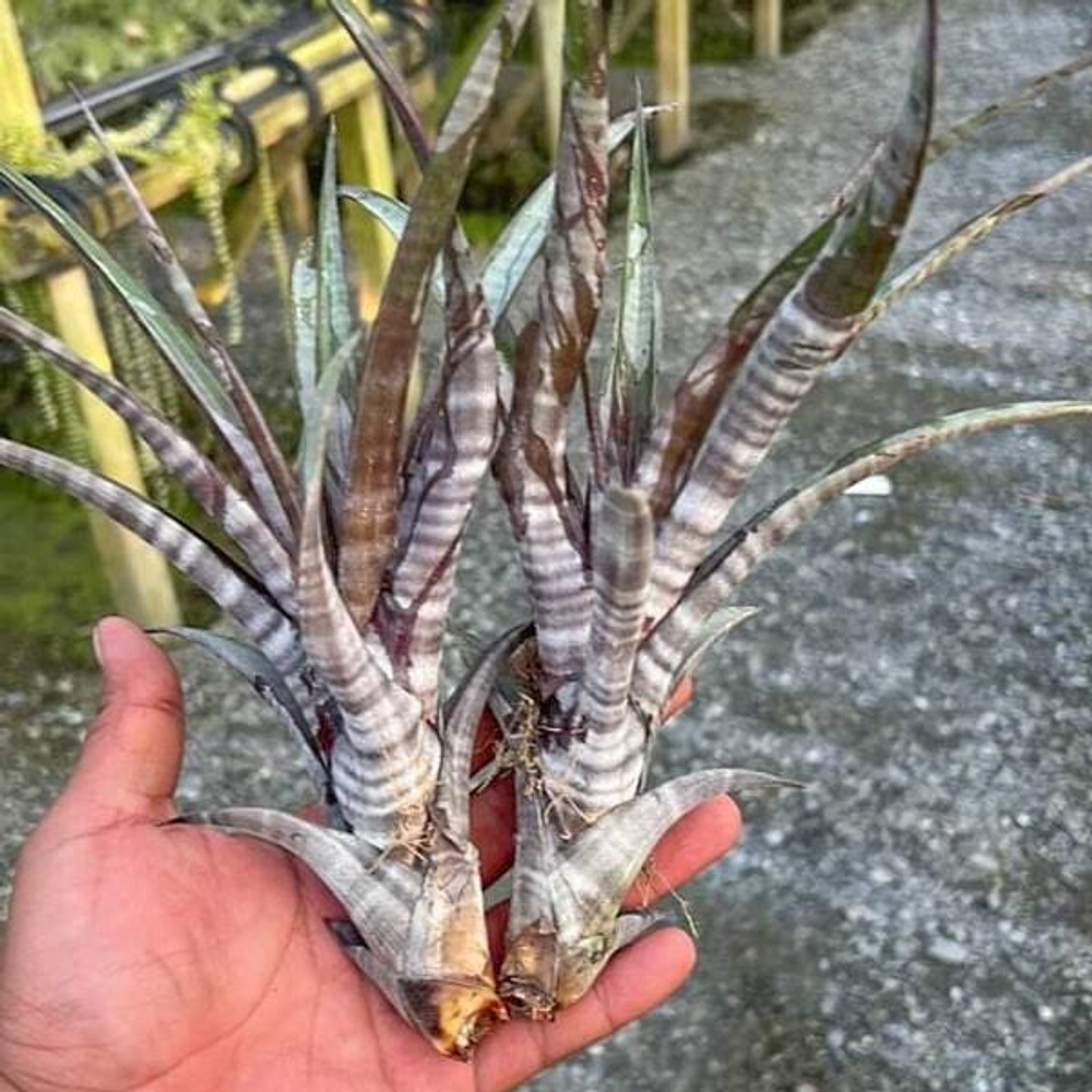 Тилландсия hildae