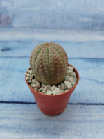 Euphoria Obesa (Эуфорбия)