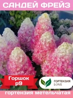 Сандей Фрайз гортензия метельчатая