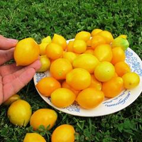 Помидоры Giagiù (Yellow Piennolo del Vesuvio) - Джаджу