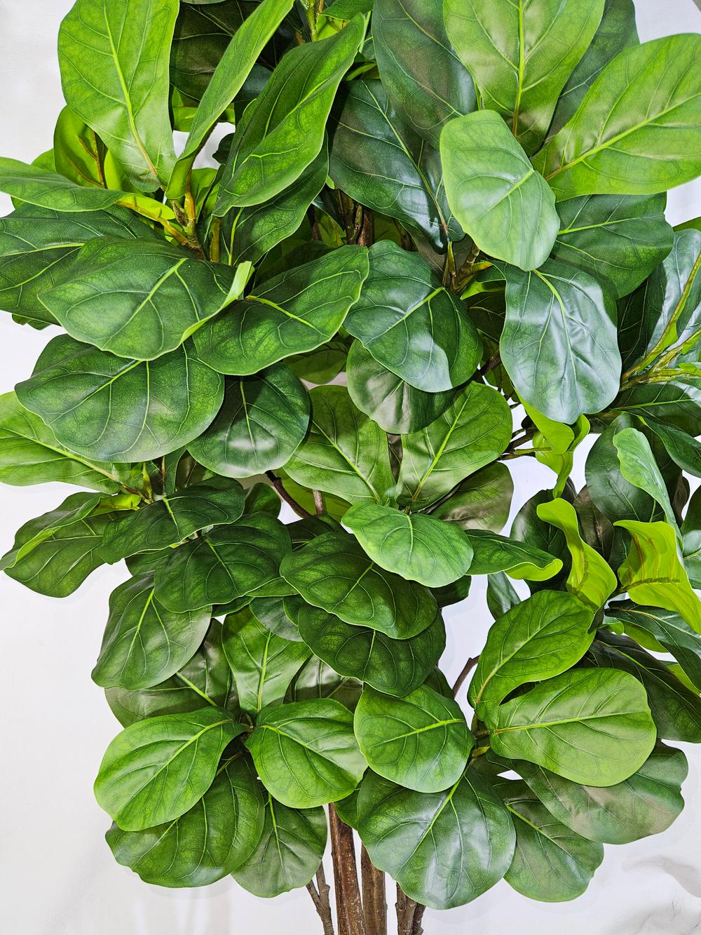 Фикус Лирата Робуста 160см в кашпо