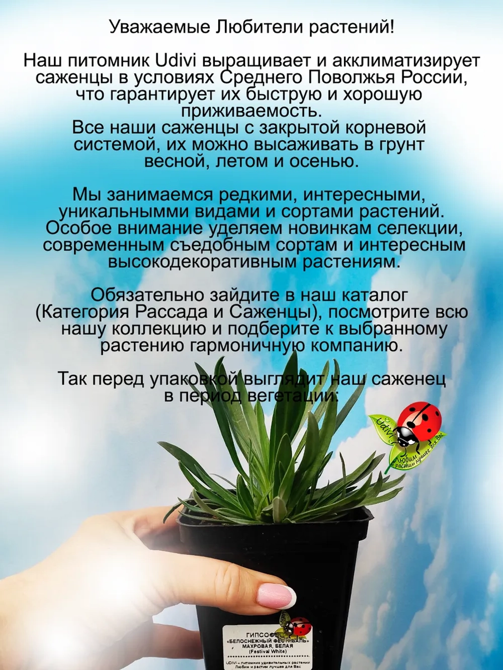 Гипсофила Белоснежный фестиваль Уайт Фестивал не махровая