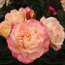 Конкорд (Concorde)