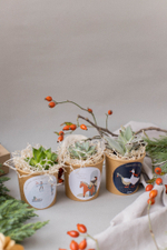 Суккулент в праздничном стаканчике