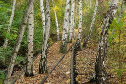 Gardens of the High Line. Piet Oudolf, Rick Darke